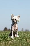 CHIEN NU CHINOIS 132